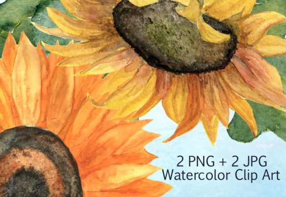 2 JPG 2 PNG Sunflower Clip Art