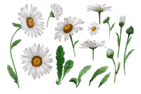 Beautiful Flower White Daisy Set: Fresh Illustrations for Blog & Editorial Design