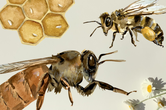 Bee Life Cycle Clip Art and Print – Illustrations That Buzz With Potential
