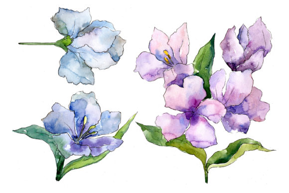 Delicate Alstroemeria Wildflower Set: A Fresh Illustration for Blog & Editorial Design