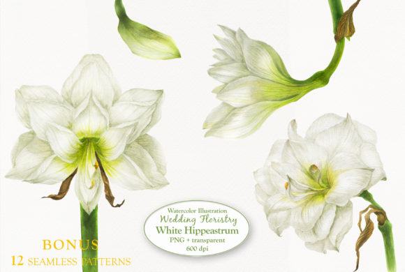 Elegant White Hippeastrum Illustrations for Wedding Floristry Design