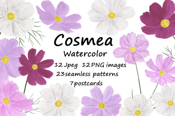 Review: Collection of Illustrations Cosmea Flower for Blog & Editorial Design