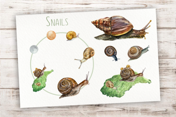 Snails Life Cycle Clip Arts & Print: A Designer’s Real-World Embroidery Test